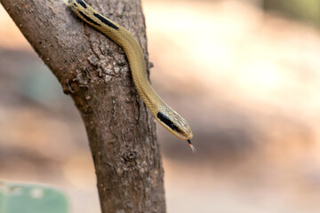 The snake is not dangerous. Yunnan beauty rat snake baby (Elaphe taeniura ssp. yunnanensis) on the...