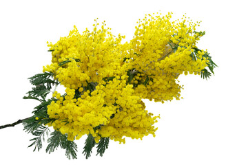 Mimosa flowers on white isolated background.