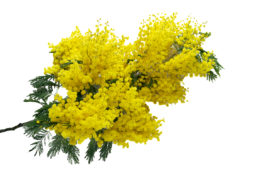 Mimosa flowers on white isolated background.