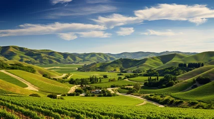 Fototapeten A panoramic view of rolling hills covered in vineyards © Cloudyew