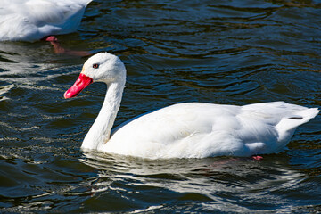 Cisne en Laguna