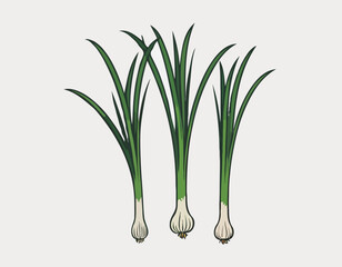 Vector illustration of green onion. set of onion