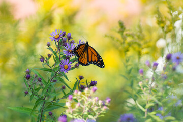 Motyl monarcha siedzący na kwiatach - obrazy, fototapety, plakaty