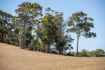 dry hot farming landscape in australia. drought on a farm with bare soil