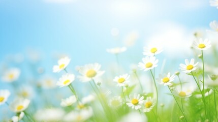 Fototapeta na wymiar field of daisies bokeh background with sunlight and blue sky