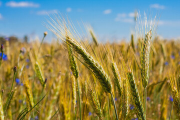 Rye field. Background. Close-up. Yellow-green ripening ears of rye ( Secale cereale ) against a...