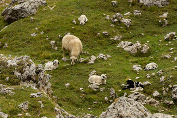Giro ad anello Sasso Lungo e Sasso Piatto, Trentino Alto Adige - Italia