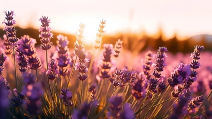 Fototapeten The golden hour glow on a field of lavender © Cloudyew