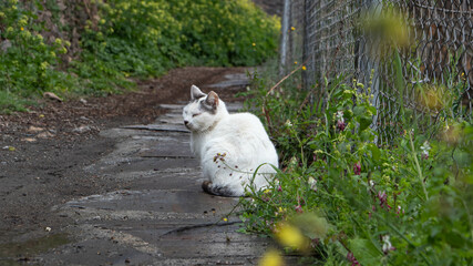 A white street cat enjoying the greenery