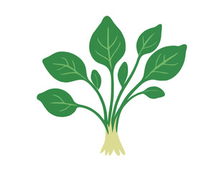 Illustration of spinach with root against white background