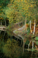 Bouleau; Betula alba; Petit lac; Légende de Merlin; Lac du miroir aux fées; Foret de Broceliande; région Bretagne; 56, Morbihan, France