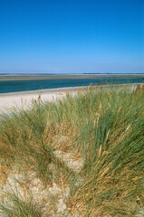 Fototapeta na wymiar Oyat; Ammophila arenarie; sable , dunes; Baie de somme; région Picardie; 80, Somme, France