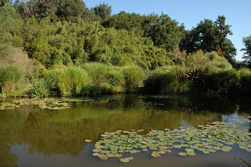 nénuphar, Jardin botanique, etang, Saint-Cyr-en-Talmondais, refion Pays de Loire, 85, Vendée, France