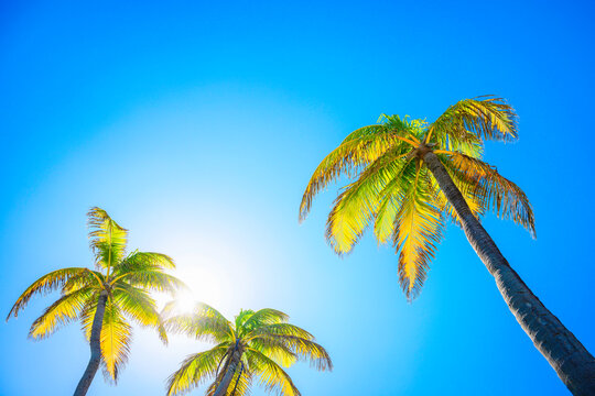 Three palm trees and glowing leaves at sunrise with the blue sky in the  background, tranquil tropical landscape with copy space