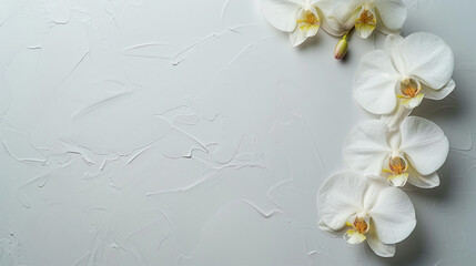 Elegant Orchid Blooming on White Background with Copy Space for Floral Designs and Botanical Concepts – Graceful Nature in Close-Up Detail.