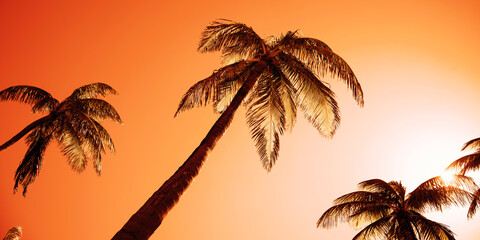 Palm trees and glowing leaves at sunrise, tranquil tropical landscape in monochromatic tone and...