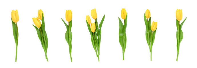  Set isolated tulips single and bouquets on white background with clipping path. Flowers objects...