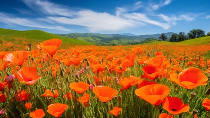 A vibrant field of wild poppies