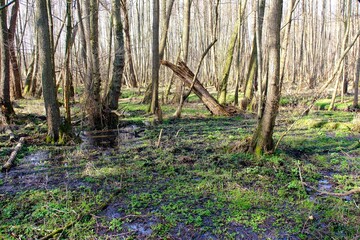 Sumpflandschaft im Wald mit Baumen uns Wasser