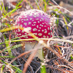 Beautiful fly agaric grows in the forest among the grass in the meadow in forest