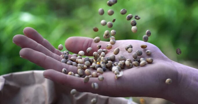 Super slow motion close up raw fresh harvested soybean beans seeds are falling on farmer or agriculturist hand for quality control on bio ecological soya plantation field of agricultural farmland.