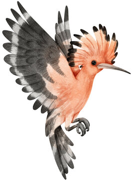 Hoopoe bird Bird watercolor illustration