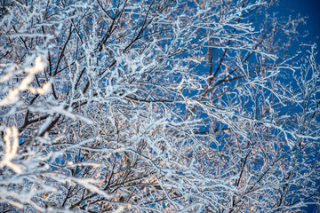 Winter pictures from Sweden can be enchanting, featuring snow-covered landscapes, glistening ice crystals on branches, and frozen lakes. The soft light from the winter sun creates a calm scene.