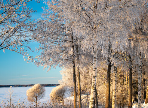 Winter pictures from Sweden can be enchanting, featuring snow-covered landscapes, glistening ice crystals on branches, and frozen lakes. The soft light from the winter sun creates a calm scene.