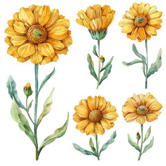 simple vector watercolour set of beautiful calendula flower - obrazy, fototapety, plakaty