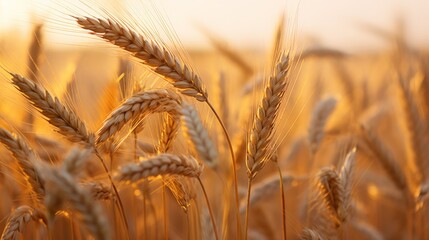 Naklejka premium The golden hues of a field of barley