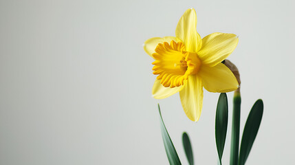 Bright yellow daffodil flower, generative ai