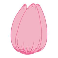 Tulip flower head hand drawn line art illustration. Spring blossom, pink bloom, floral element. Vector design, isolated. Mothers Day, Easter, seasonal, botanical clip art