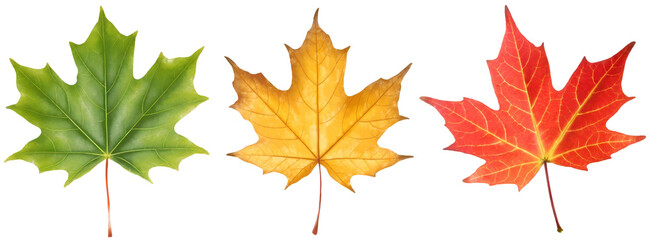 Set of yellow green red maple leaves isolated on white background - obrazy, fototapety, plakaty
