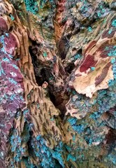 Colourful lichen and tree bark detail