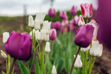 Close up of purple tulips growing in spring garden. Negrita and Candy club variety. Flowers blooming outdoors in may