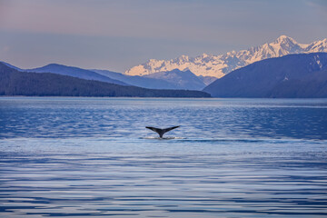 A whale tale in the water of a gorgeous scenic landscape in Alaska