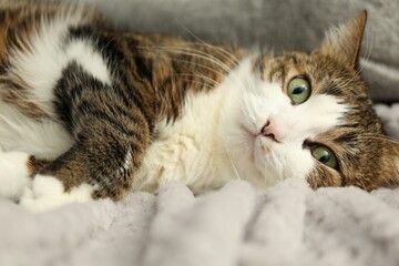 Cute pet. Cat with green eyes lying on soft blanket at home - 755837191