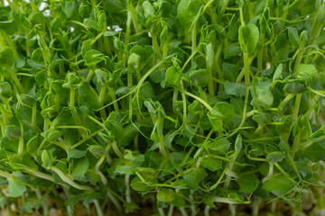 Pea sprouts isolated on a white background.