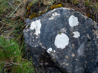 lichen on rock in the forest