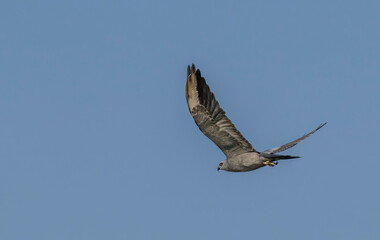 Mississippi kite in Blue Sky