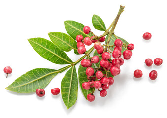 Fresh pink peppercorns on peruvian pepper tree branch isolated on white background.