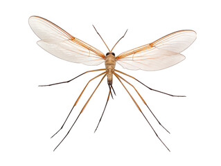 Crane fly isolated on transparent background, transparency image, removed background