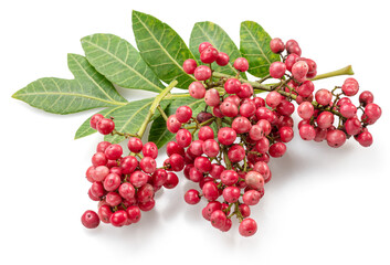 Fresh pink peppercorns on peruvian pepper tree branch isolated on white background.