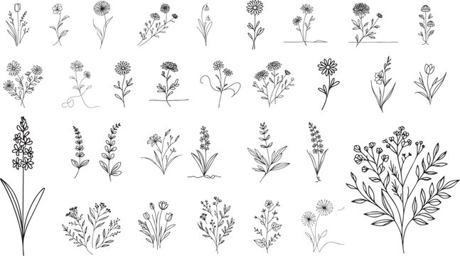 minimalist plants, flowers, and herbs drawn with a single thin line, black vector graphic