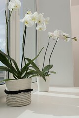 Blooming white orchid flowers in pots on windowsill