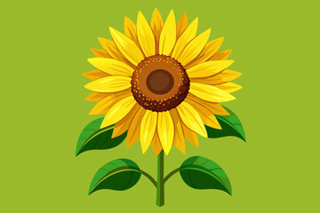 sunflower  vector illustration 
