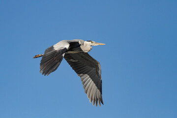 Heron in flight closeup