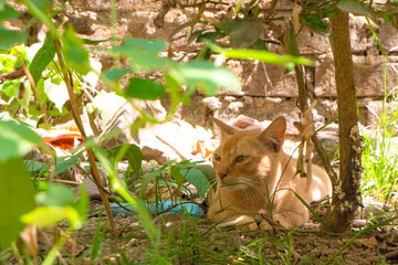 A cute ginger kitten with brown eyes lying under a tree shade on the ground among green plants during hot summer day