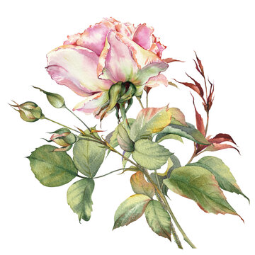 Pink rose flower. Isolated flower clip art. Botanical hand painted illustration.