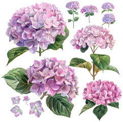watercolor hydrangeas painting , cut out transparent isolated on white background ,PNG file.